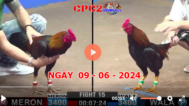 Đá gà trực tiếp C2 ngày 09-06-2024