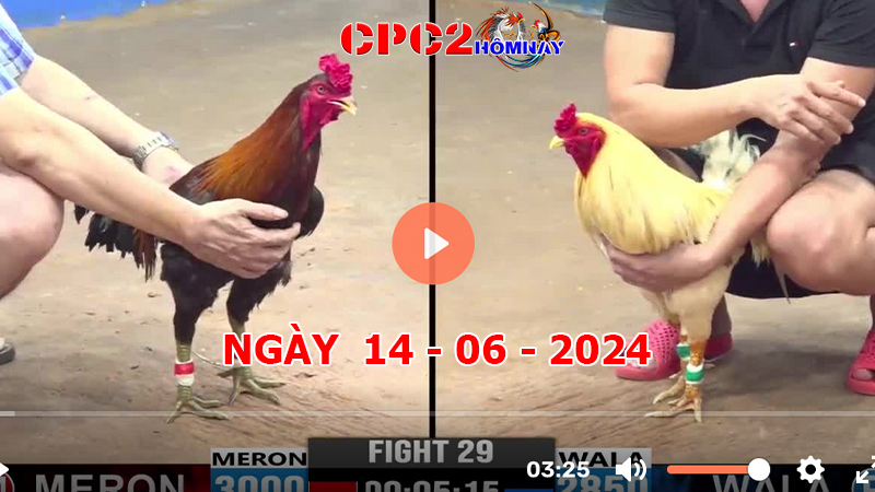 Đá gà trực tiếp C2 ngày 14-06-2024