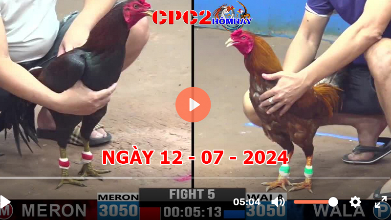 Đá gà trực tiếp C2 ngày 12-7-2024