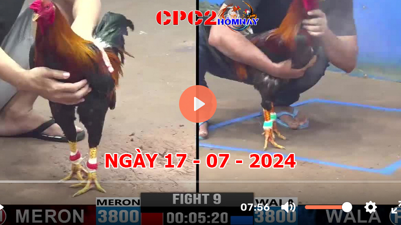 Đá gà trực tiếp C2 ngày 17-7-2024