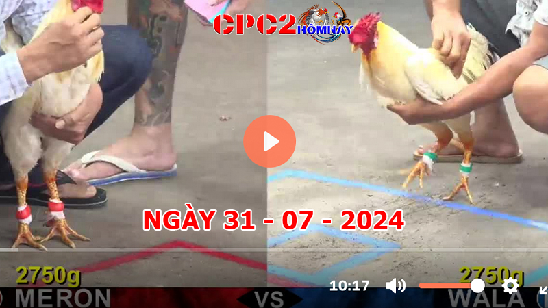 Đá gà trực tiếp C2 ngày 31-7-2024