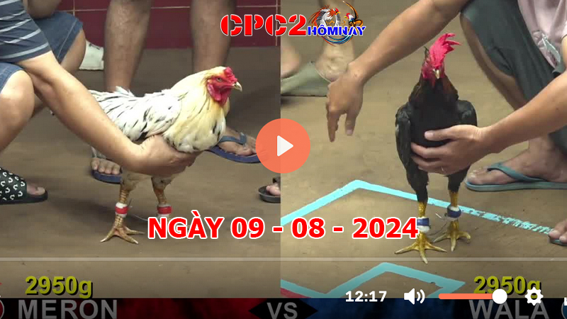 Đá gà trực tiếp C2 ngày 09-8-2024