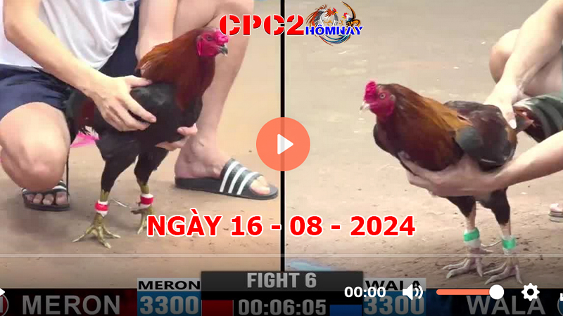 Đá gà trực tiếp C2 ngày 16-8-2024