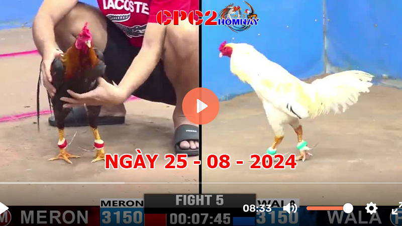 Đá gà trực tiếp C2 ngày 25-8-2024