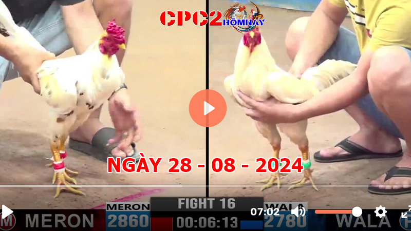 Đá gà trực tiếp C2 ngày 28-8-2024