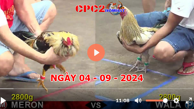 Đá gà trực tiếp C2 ngày 04-9-2024