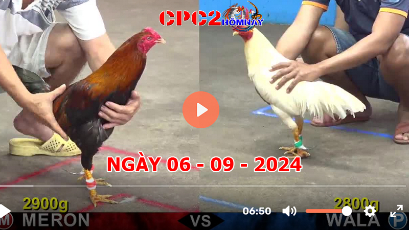 Đá gà trực tiếp C2 ngày 06-9-2024