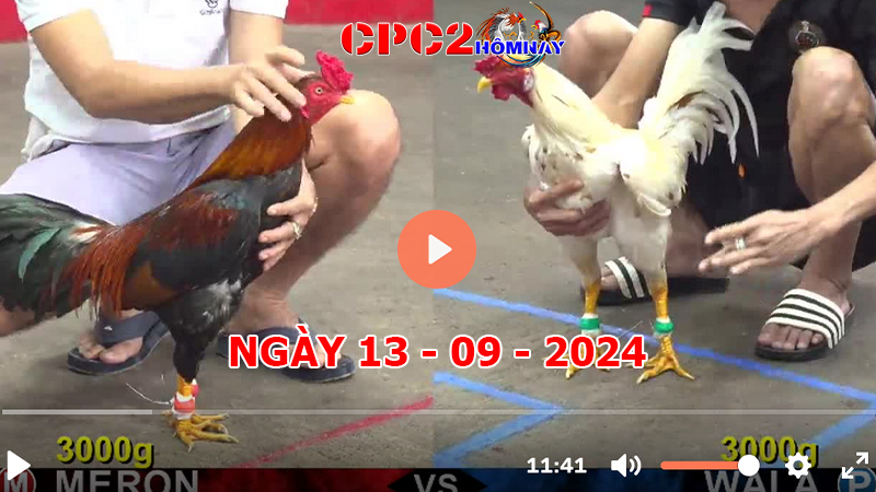 Đá gà trực tiếp C2 ngày 13-9-2024