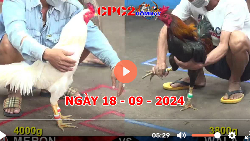 Đá gà trực tiếp C2 ngày 18-9-2024