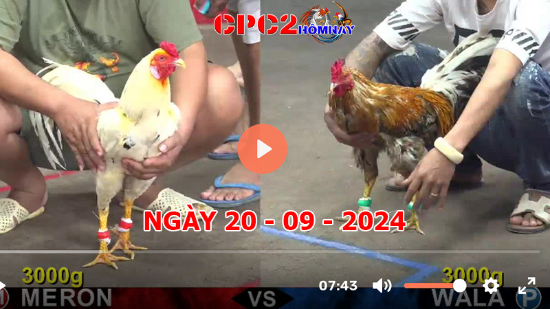 Đá gà trực tiếp C2 ngày 20-9-2024