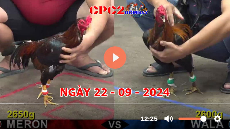 Đá gà trực tiếp C2 ngày 22-9-2024