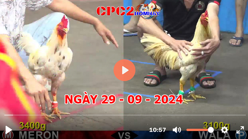 Đá gà trực tiếp C2 ngày 29-9-2024