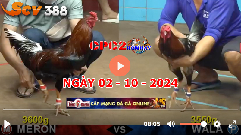 Đá gà trực tiếp C2 ngày 02-10-2024