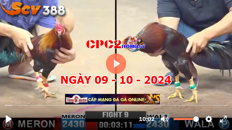 Đá gà trực tiếp C2 ngày 09-10-2024