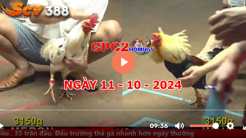 Đá gà trực tiếp C2 ngày 11-10-2024