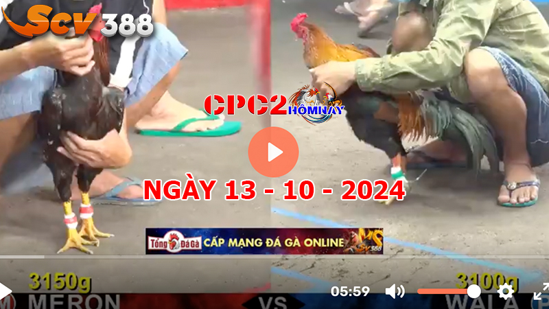 Đá gà trực tiếp C2 ngày 13-10-2024