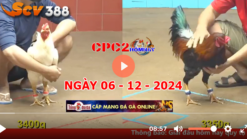 Đá gà C2 ngày 06-12-2024