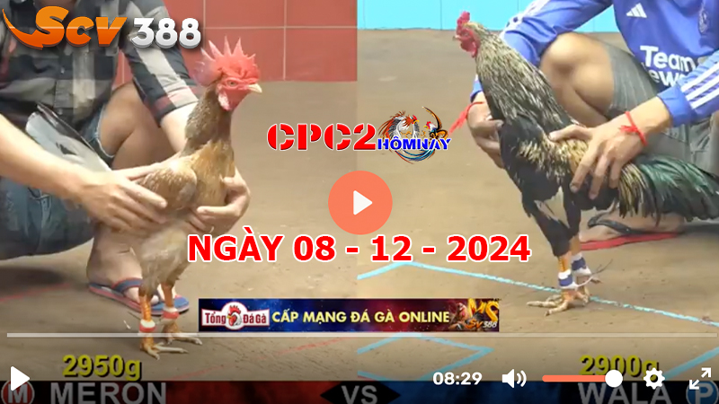 Đá gà C2 ngày 08-12-2024