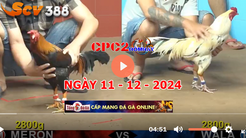 Đá gà C2 ngày 11-12-2024