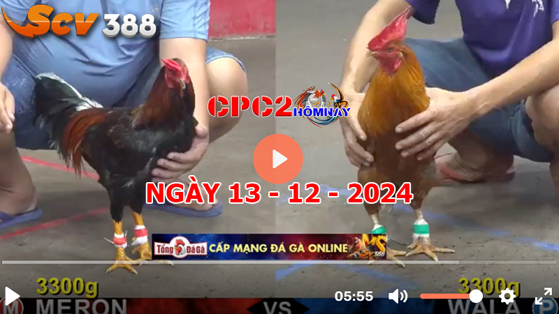 Đá gà C2 ngày 13-12-2024