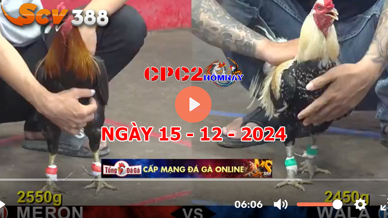 Đá gà C2 ngày 15-12-2024