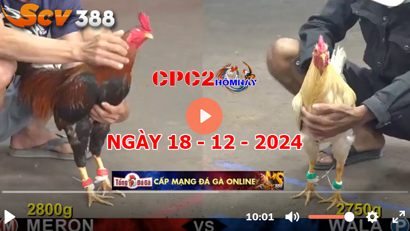 Đá gà C2 ngày 18-12-2024