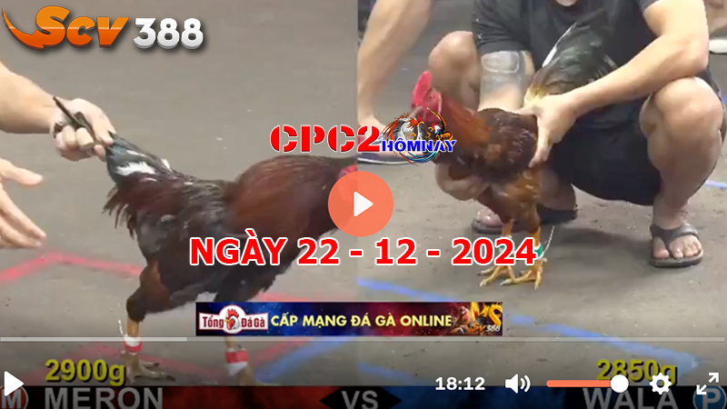 Đá gà C2 ngày 22-12-2024