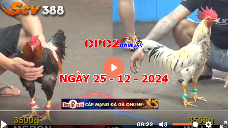 Đá gà C2 ngày 25-12-2024