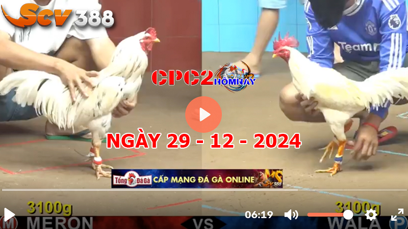 Đá gà C2 ngày 29-12-2024